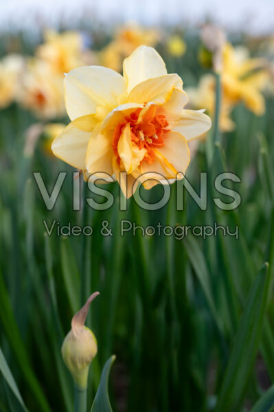 Narcissus Waylon Narcissus Waylon