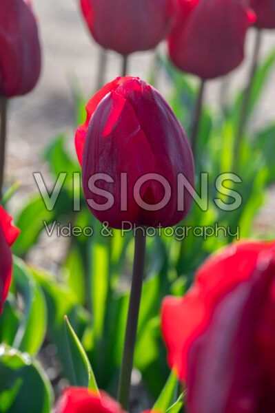 Tulipa Higher Love Tulipa Higher Love