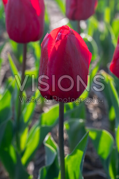 Tulipa Higher Love Tulipa Higher Love