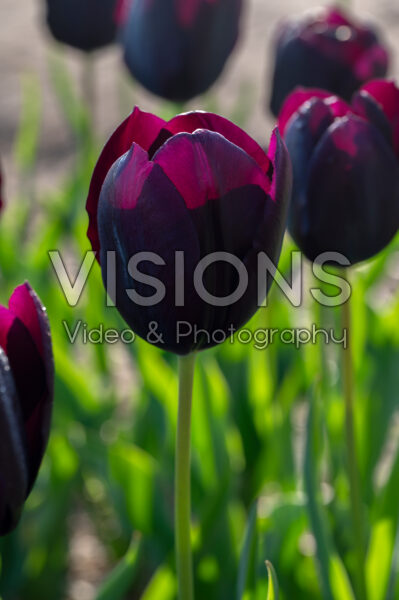 Tulipa Eduard Pelger Tulipa Eduard Pelger