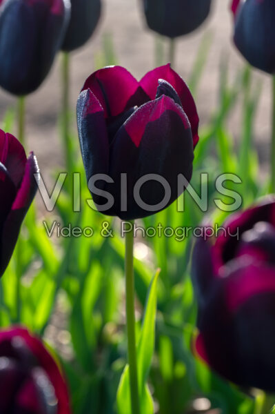Tulipa Eduard Pelger Tulipa Eduard Pelger