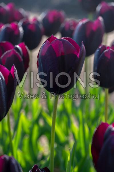 Tulipa Eduard Pelger