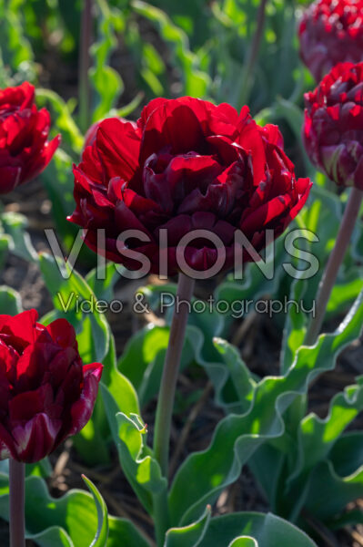 Tulipa Uncle Tom Tulipa Uncle Tom