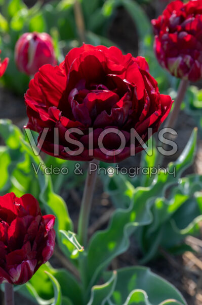 Tulipa Uncle Tom Tulipa Uncle Tom