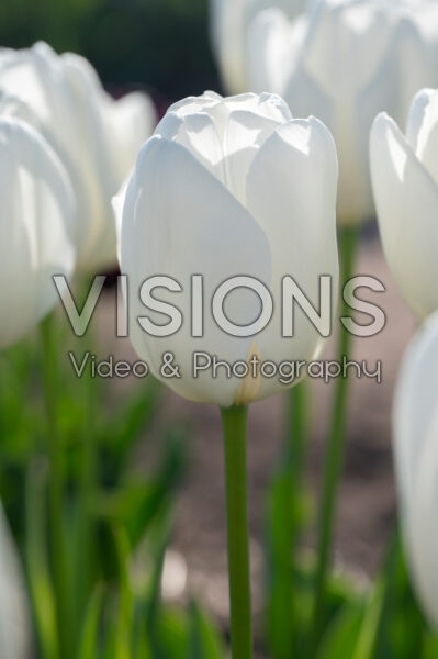 Tulipa Hakuun Tulipa Hakuun