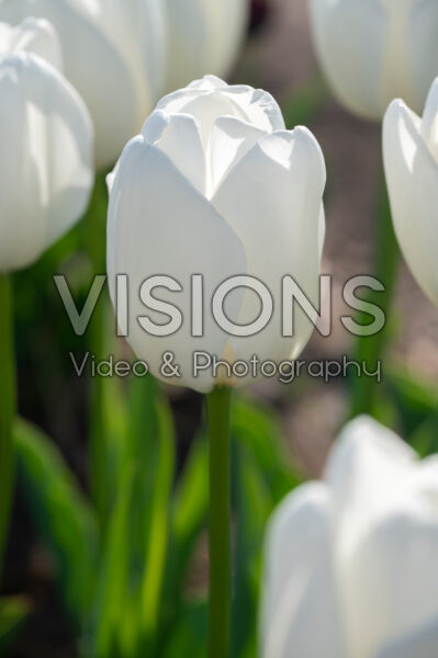 Tulipa Hakuun Tulipa Hakuun