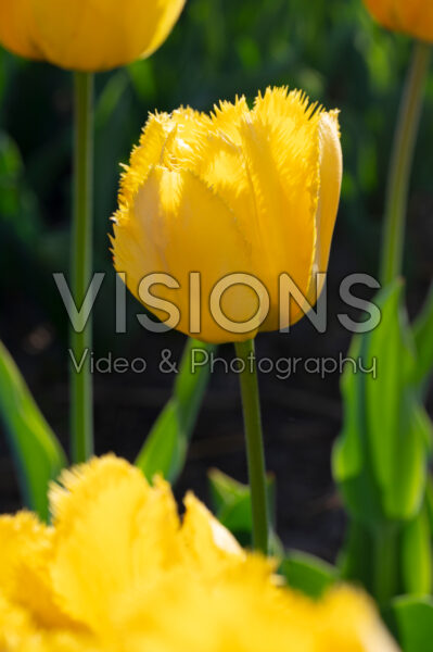 Tulipa Maja Tulipa Maja