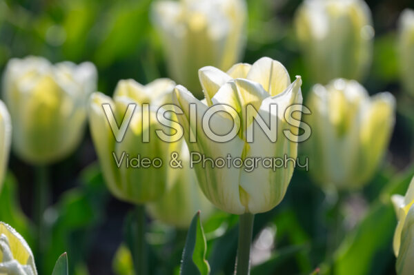 Tulipa Green Spirit Tulipa Green Spirit