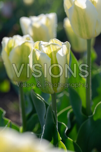 Tulipa Green Spirit Tulipa Green Spirit