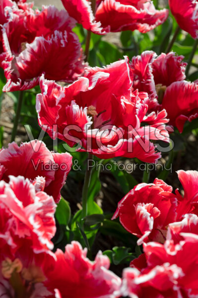 Tulipa Dee Jay Parrot Tulipa Dee Jay Parrot