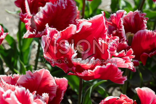 Tulipa Dee Jay Parrot Tulipa Dee Jay Parrot