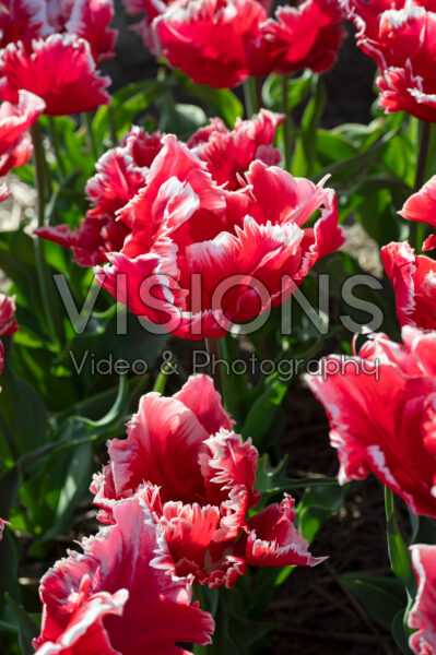Tulipa Dee Jay Parrot Tulipa Dee Jay Parrot