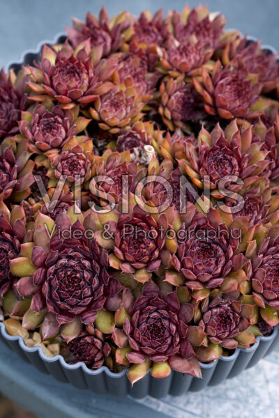 Sempervivum Colorockz® Blushing Garnet Sempervivum Colorockz® Blushing Garnet