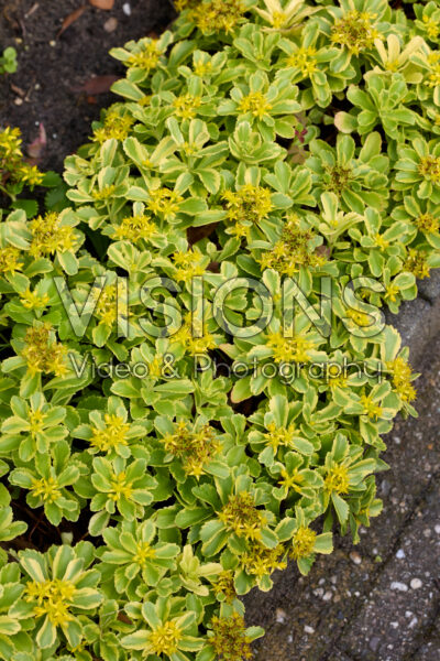 Sedum ellacombianum Cutting Edge Sedum ellacombianum Cutting Edge