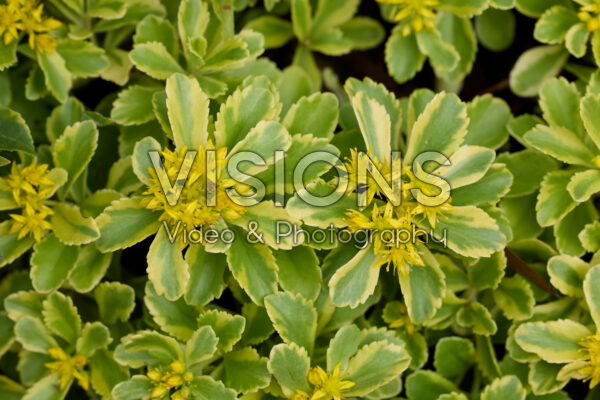 Sedum ellacombianum Cutting Edge Sedum ellacombianum Cutting Edge