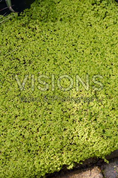 Soleirolia soleirolii Soleirolia soleirolii