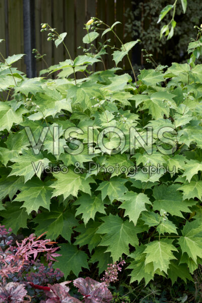Kirengeshoma palmata Haeru Kirengeshoma palmata Haeru