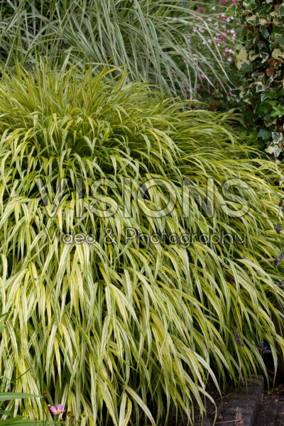 Hakonechloa macra Aureola Hakonechloa macra Aureola