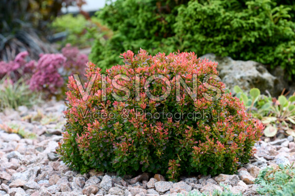Berberis Berberis