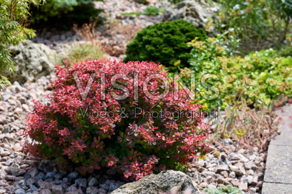 Berberis Berberis
