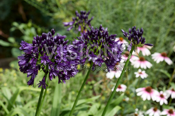 Agapanthus Black Jack Agapanthus Black Jack
