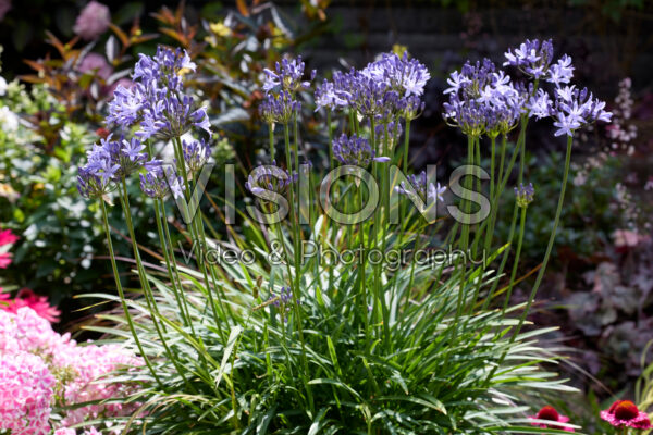 Agapanthus Pretty Sandy Agapanthus Pretty Sandy