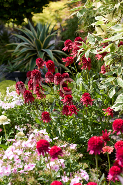 Echinacea Echinacea
