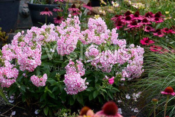 Phlox Bambini Candy Crush Phlox Bambini Candy Crush