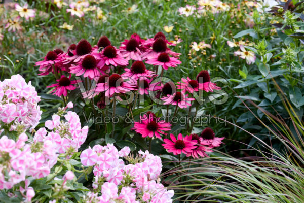 Echinacea Echinacea
