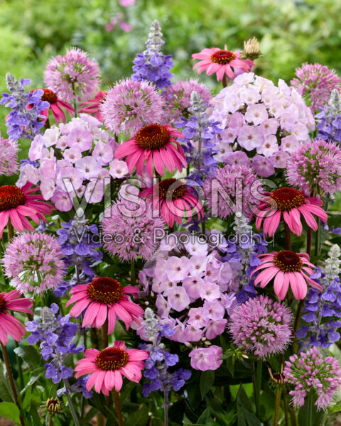 Flowering perennial mix Flowering perennial mix