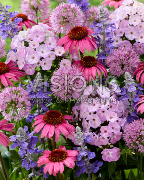 Flowering perennial mix Flowering perennial mix