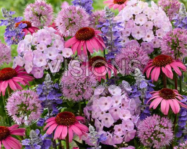 Bloeiende vaste planten mix