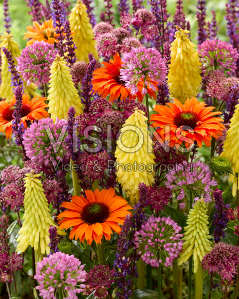 Flowering perennial mix Flowering perennial mix