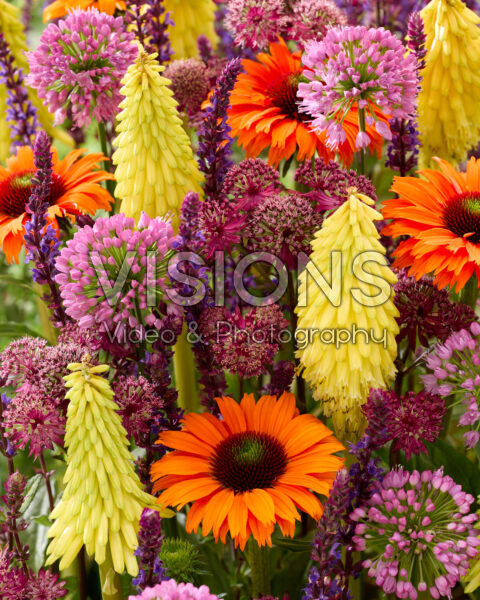 Flowering perennial mix Flowering perennial mix