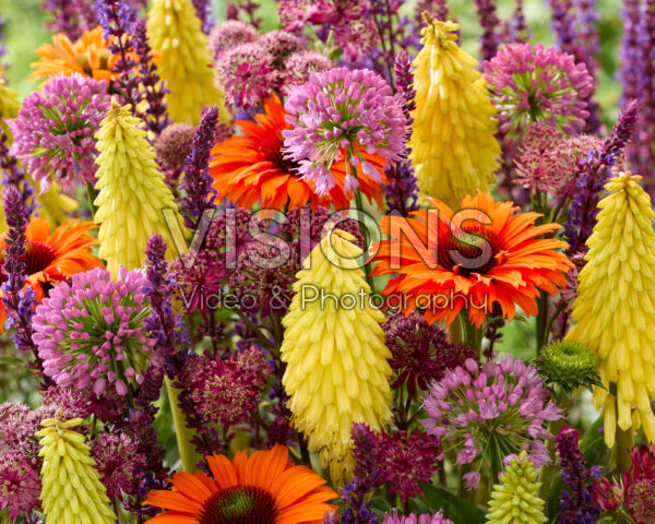 Flowering perennial mix Flowering perennial mix