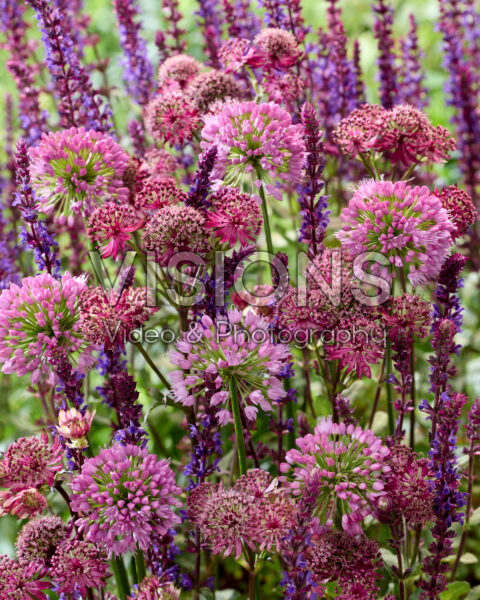 Bloeiende vaste planten gemengd Bloeiende vaste planten gemengd