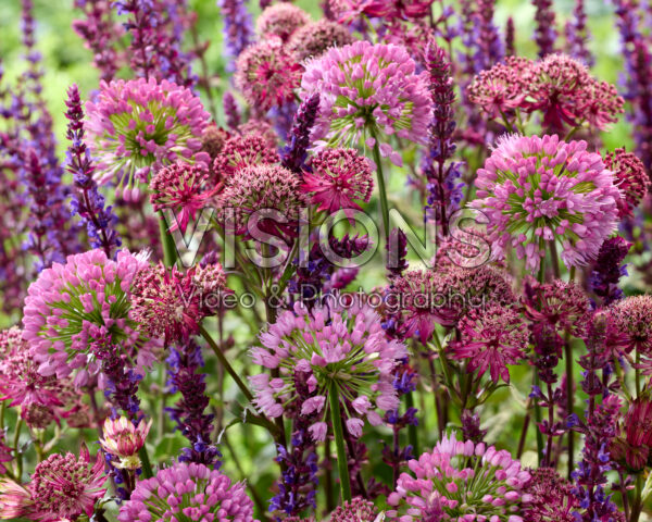 Mixed perennial flowers