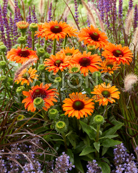 Echinacea SunSeekers Orange Echinacea SunSeekers Orange