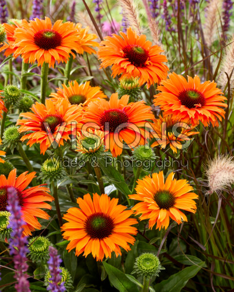 Echinacea SunSeekers Orange