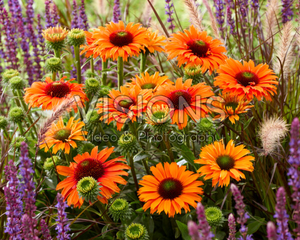Echinacea SunSeekers Orange Echinacea SunSeekers Orange