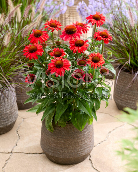 Echinacea Red Compact Echinacea Red Compact