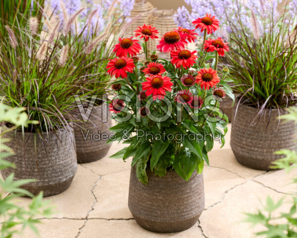 Echinacea Red Compact