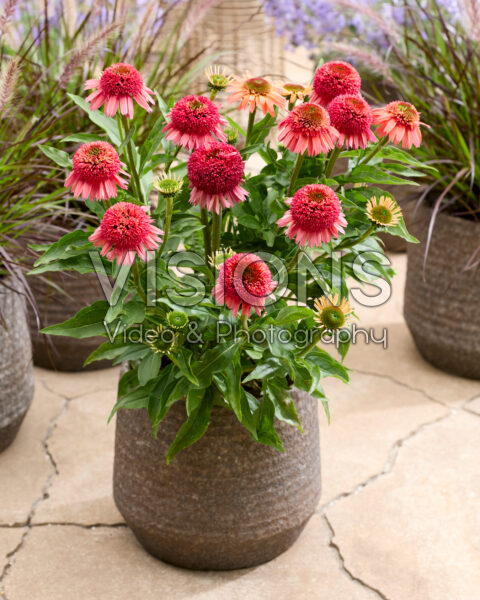 Echinacea Double Orange Red Echinacea Double Orange Red
