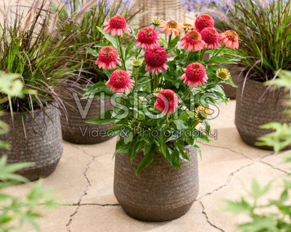 Echinacea Double Orange Red Echinacea Double Orange Red