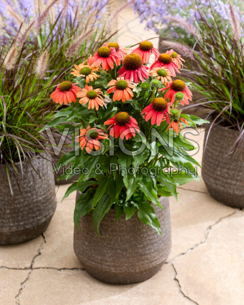 Echinacea Sensation Coral® Echinacea Sensation Coral®