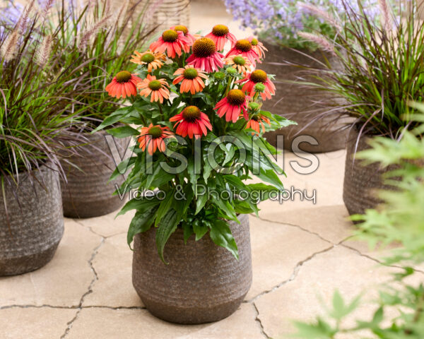 Echinacea Sensation CoralĀ® Echinacea Sensation CoralĀ®