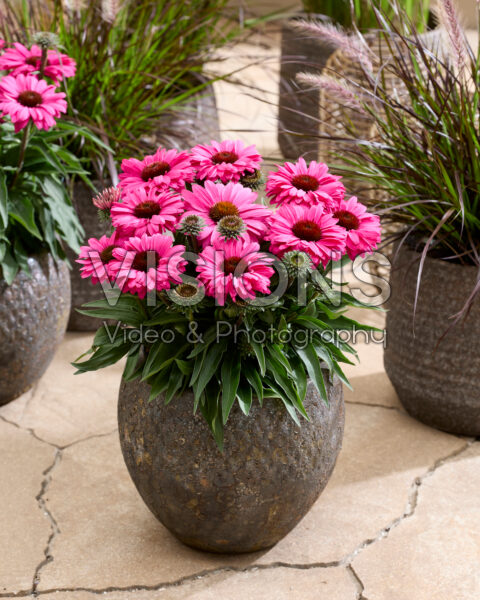 Echinacea Dwarf Purple Echinacea Dwarf Purple