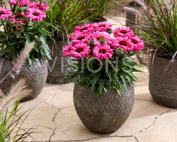 Echinacea Dwarf Purple Echinacea Dwarf Purple