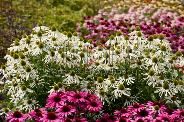 Echinacea Echinacea
