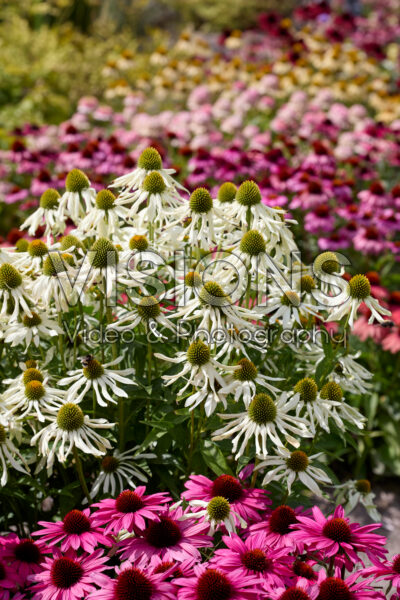 Echinacea Echinacea